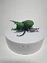 StagBeetle