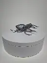 StagBeetle