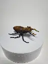 StagBeetle