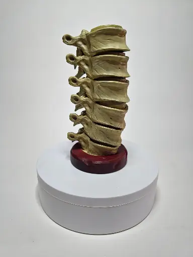 SpinalColumn